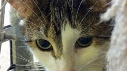 Stray Haven Pet of the Week