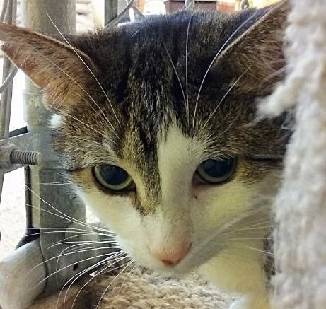 Stray Haven Pet of the Week