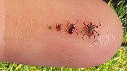 Tick Talk