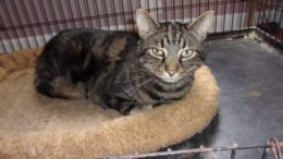 Maddie’s Meadows Pet of the Week