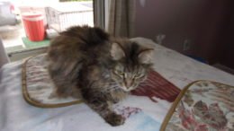 Maddie’s Meadows Pet of the Week