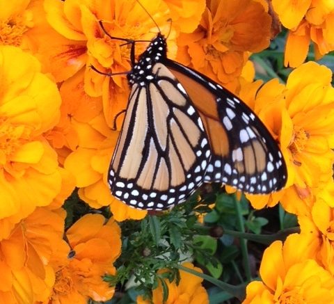 Pollinator Garden is bursting with blooms and butterflies!