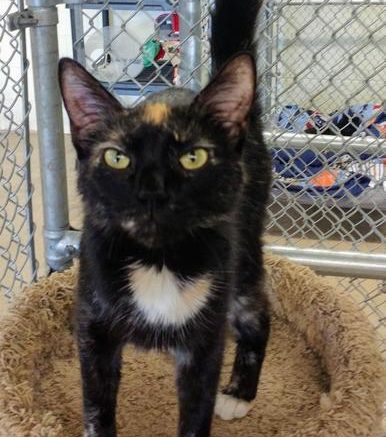 Stray Haven Pet of the Week