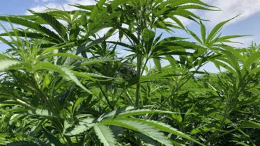 Tioga County weighs in on the prospect of legalized marijuana