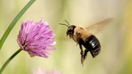 What’s all the buzz about beekeeping?