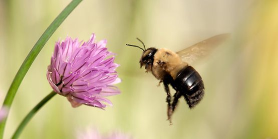 What’s all the buzz about beekeeping?