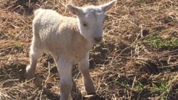 Homesteading Workshop comes to Cornell Cooperative Extension