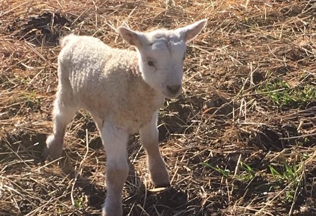 Homesteading Workshop comes to Cornell Cooperative Extension