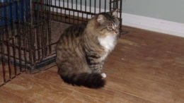 Maddie’s Meadows Pet of the Week