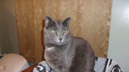 Maddie’s Pet of the Week