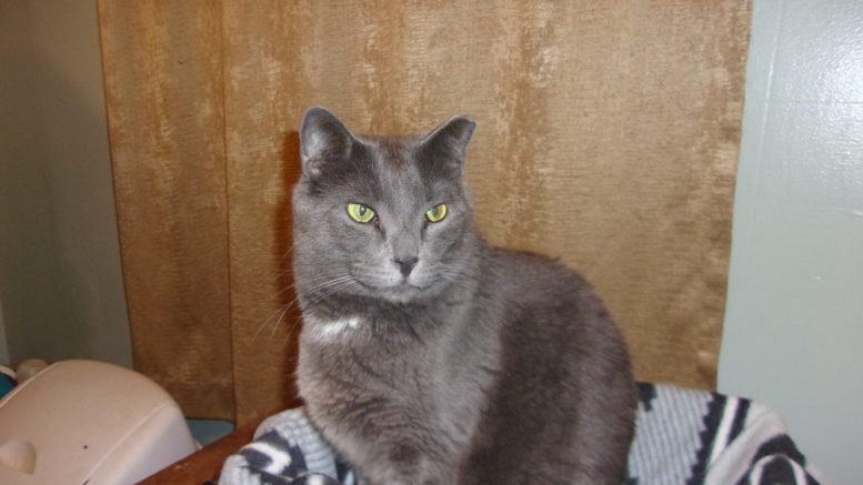 Maddie’s Pet of the Week