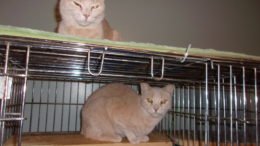 Maddie’s Meadows Pet of the Week