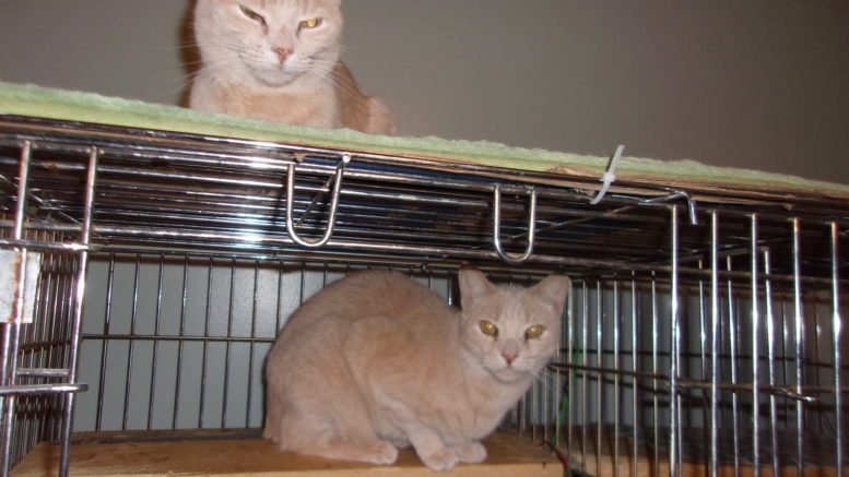 Maddie’s Meadows Pet of the Week