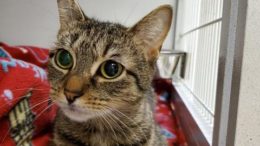 Stray Haven Pet of the Week