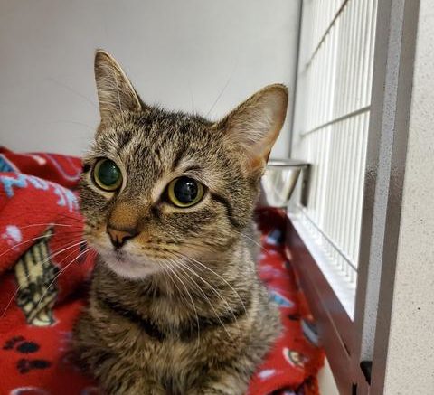 Stray Haven Pet of the Week