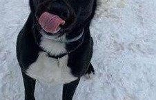 Stray Haven Pet of the Week