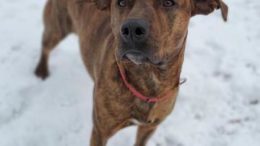 Stray Haven Pet of the Week