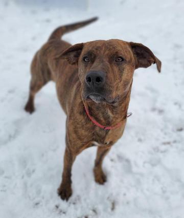 Stray Haven Pet of the Week