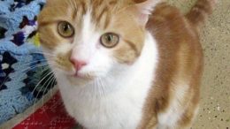 Stray Haven Pet of the Week