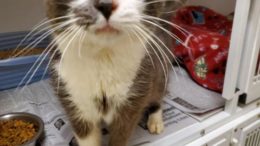 Stray Haven Pet of the Week