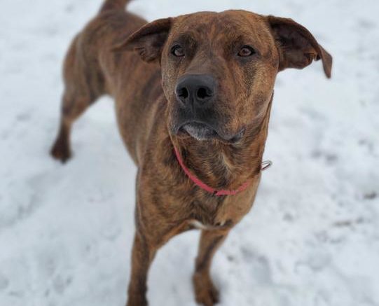 Stray Haven Pet of the Week