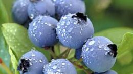 Learn about Growing Fruit at Home