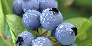 Learn about Growing Fruit at Home