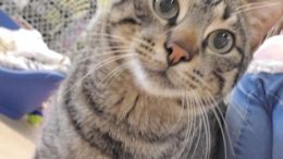 Stray Haven Pet of the Week