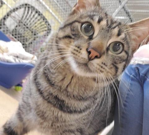 Stray Haven Pet of the Week