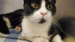 Stray Haven Pet of the Week