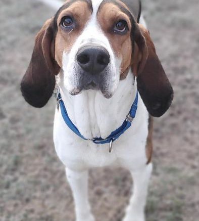 Stray Haven Pet of the Week