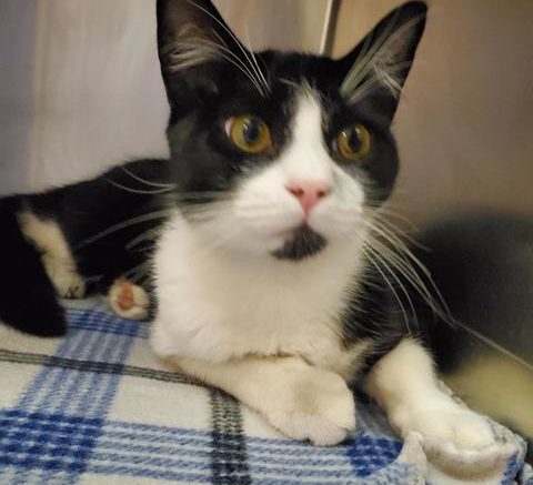 Stray Haven Pet of the Week