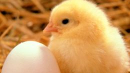 Online Workshop: Raising Laying Hens for Eggs
