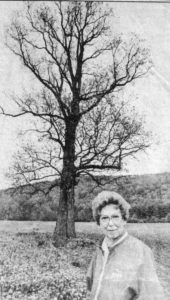 Old tree stands tall on Earth Day