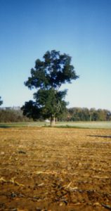 Old tree stands tall on Earth Day