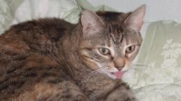 Maddie’s Meadows Pet of the Week