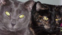 Maddie’s Meadows Pet of the Week