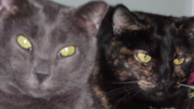 Maddie’s Meadows Pet of the Week