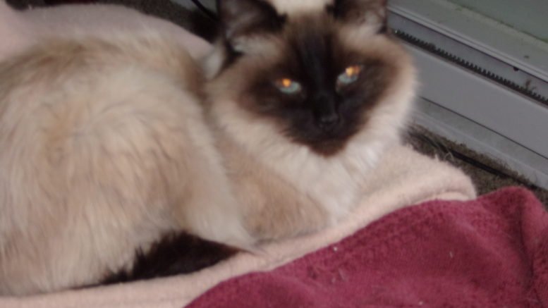 Maddie’s Meadows Pet of the Week