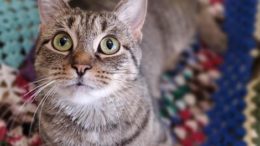 Stray Haven Pet of the Week