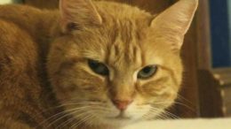 Stray Haven Pet of the Week