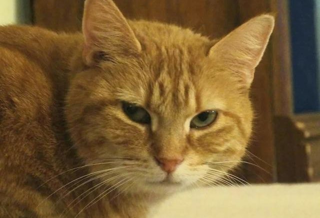 Stray Haven Pet of the Week