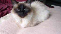 Maddie’s Meadows Pet of the Week