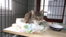 Maddie’s Meadows celebrates anniversary