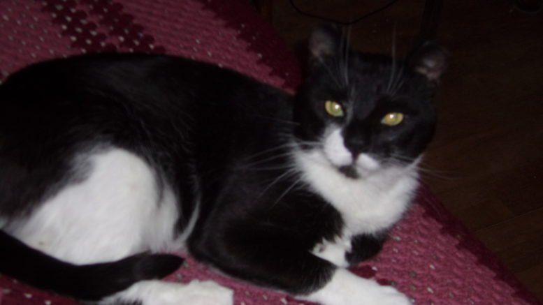 Maddie’s Meadows Pet of the Week