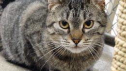Stray Haven Pet of the Week