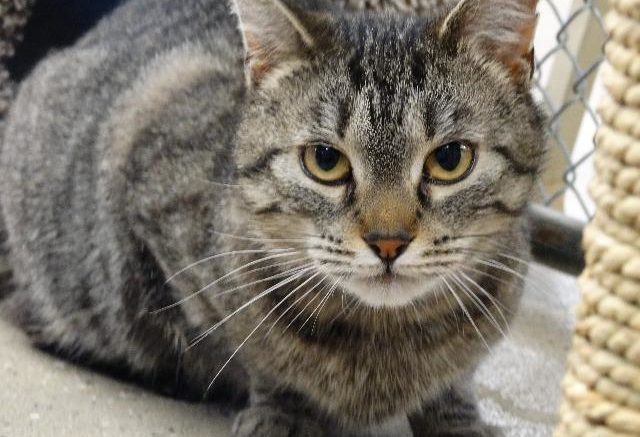 Stray Haven Pet of the Week