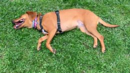 Volunteers sought for Owego’s dog park