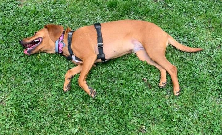 Volunteers sought for Owego’s dog park