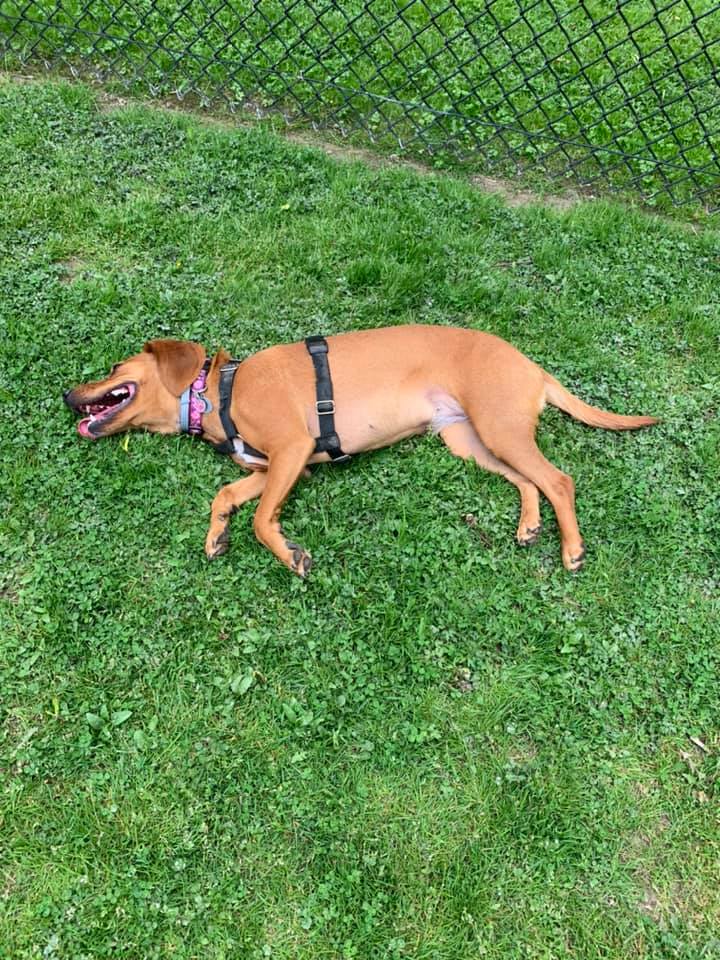 Volunteers sought for Owego’s dog park Owego Pennysaver Press